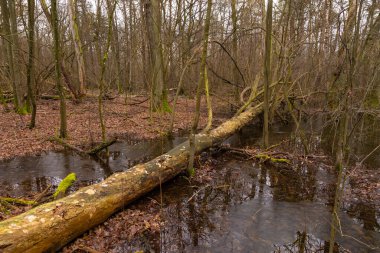 Kampinos Ulusal Parkı 'ndaki bataklıklar. Sisli kış günü. Masovia Voyvodalığı, Polonya.