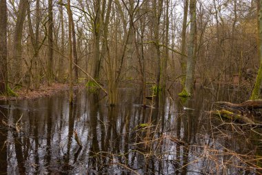 Kampinos Ulusal Parkı 'ndaki bataklıklar. Sisli kış günü. Masovia Voyvodalığı, Polonya.