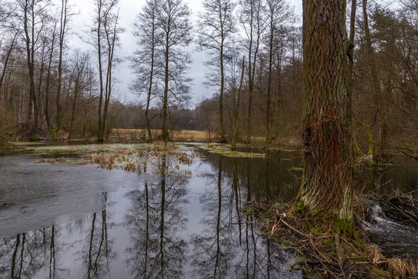 Marécages Dans Parc National Kampinos Misty Journée Hiver Voïvodie Masovie — Photo