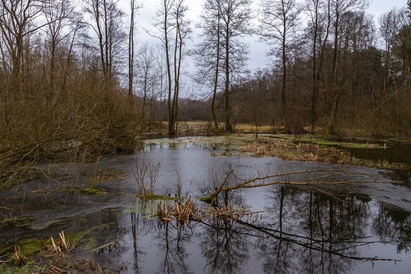 Marécages Dans Parc National Kampinos Misty Journée Hiver Voïvodie Masovie — Photo