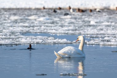 Kışın Vistula nehrindeki beyaz kuğu. Akan buz kütlesi. Polonya.