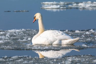 Kışın Vistula nehrindeki beyaz kuğu. Akan buz kütlesi. Polonya.
