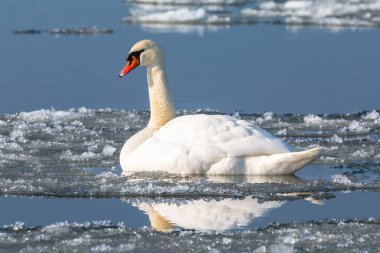 Kışın Vistula nehrindeki beyaz kuğu. Akan buz kütlesi. Polonya.