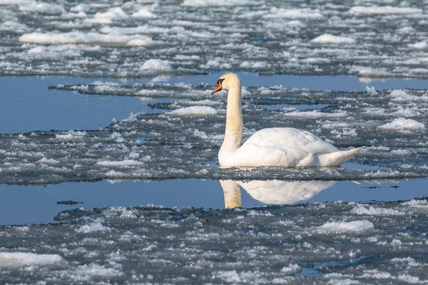 White Swan Vistula River Winter Flowing Ice Floe Poland — Zdjęcie stockowe