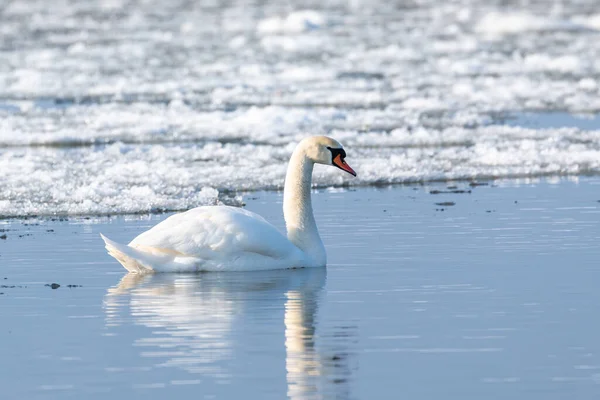 Cisne Blanco Río Vístula Invierno Témpano Hielo Polonia —  Fotos de Stock