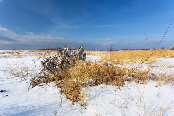 Paysage Hivernal Île Sobieszewska Herbe Jaune Recouverte Neige Une Belle — Photo