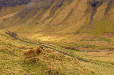 Vagar Adası 'ndaki bir çayırda koyun otlatıyor. Volkanik takımadalardaki doğal otlaklar, Bour, Faroe Adaları.