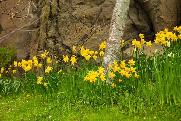 Blumenbeet Mit Gelben Narzissen Natürliche Umwelt Garten Mit Blumen Zentrum — Stockfoto