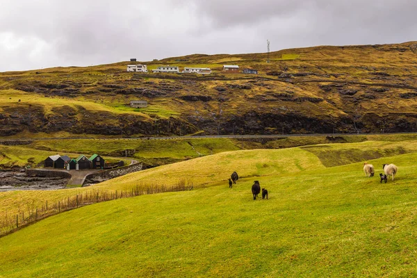 在Leynar的一个小村庄的草地上放羊 法罗群岛 — 图库照片