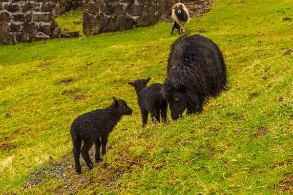 Ovejas Pastando Prado Leynar Pequeño Pueblo Islas Feroe Dinamarca — Foto de Stock