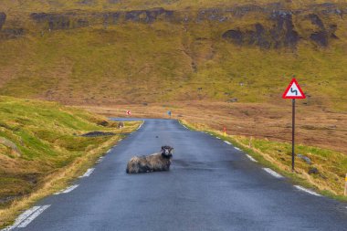 Ljosa 'da yolda yatan koyunlar, küçük bir köy. Faroe Adaları, Danimarka.