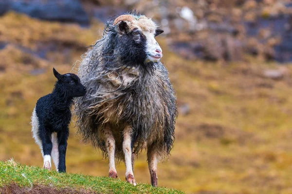 Ljosa 小さな村の牧草地で羊の放牧 デンマークのフェロー諸島 — ストック写真