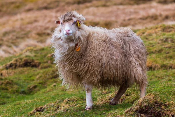 Ljosa 小さな村の牧草地で羊の放牧 デンマークのフェロー諸島 — ストック写真