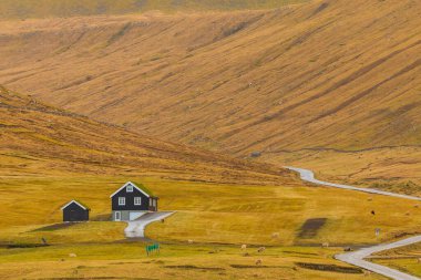 Eysturoy Adası 'ndaki geleneksel Faroe çatı katı. Koyunlar çayırda otluyor. Gjogv, Faroe Adaları, Danimarka.