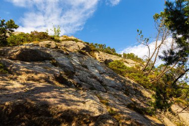 Floyen tepesindeki orman. Güneşli güzel bir bahar günü. Bergen, Norveç.