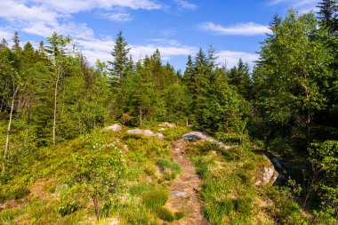 Floyen tepesindeki orman. Güneşli güzel bir bahar günü. Bergen, Norveç.