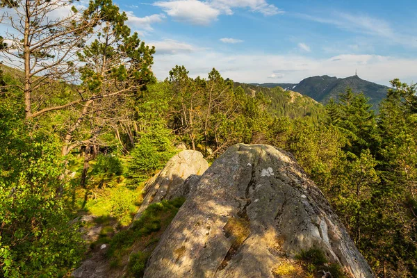 佛洛依山上的森林春天里阳光明媚 挪威卑尔根 — 图库照片