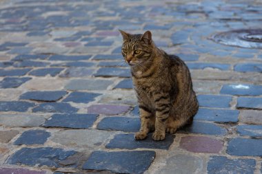 Vahşi gri kedi Ukrayna, Lviv 'in tarihi kaldırımlı caddesinde oturuyor..