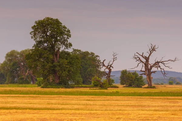 Старые Деревья Утром Рогалине Пейзаж Рогалинского Парка Польша — стоковое фото