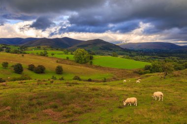 View of the green hills in Yorkshire Dales, Cumbria. Sheep grazing in the pasture. Rural landscape, north UK.