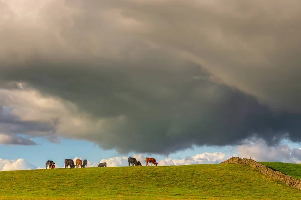View Green Hills Yorkshire Dales Cumbria Sheep Grazing Pasture Rural — ストック写真