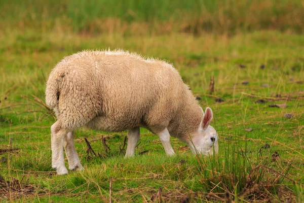 Sheep Grazing Pasture Rural Landscape North Yorkshire Dales Cumbria — 图库照片