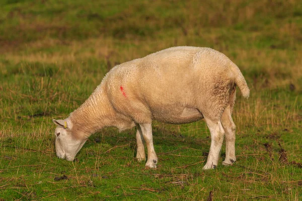 Sheep Grazing Pasture Rural Landscape North Yorkshire Dales Cumbria — Stockfoto