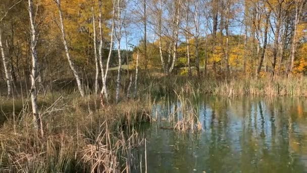 Cenário Outono Ensolarado Pequena Lagoa Cercada Por Árvores — Vídeo de Stock