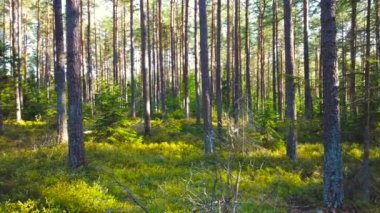 Bir gün boyunca orman manzarası. Ağaçların arasında dolaşmak.