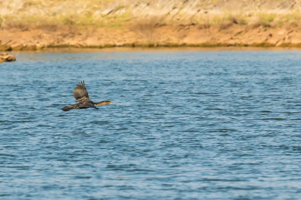 Cormorán Volando Sobre Lago Oanob Namibia Agua Fondo — Foto de Stock