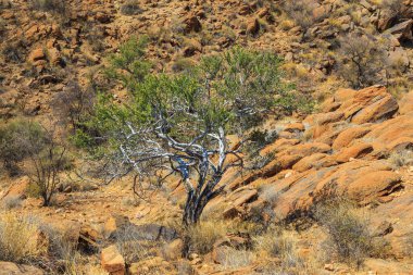 Namibya manzarası. Sıcak bir günde Afrika savanası. Oanob, Namibya.