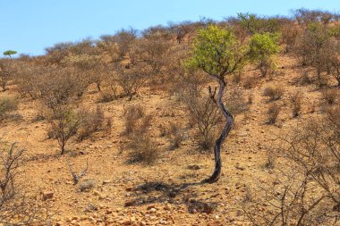 Namibya manzarası. Sıcak bir günde Afrika savanası. Oanob, Namibya.