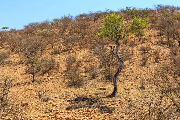 Namibische Landschaft Afrikanische Savanne Einem Heißen Tag Oanob Namibia — Stockfoto