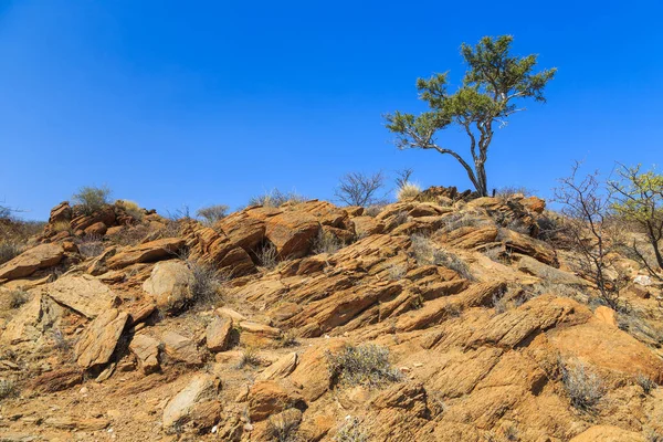 ナミビアの風景 暑い日にアフリカのサバンナ ナミビアのオアノブ — ストック写真