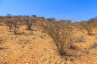 Namibya manzarası. Sıcak bir günde Afrika savanası. Oanob, Namibya.