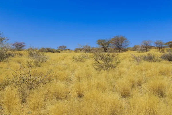 Paysage Namibien Savane Africaine Pendant Une Chaude Journée Oanob Namibie — Photo
