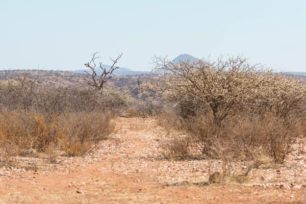 Paisaje Namibio Sabana Africana Durante Día Caluroso Tierra Roja Oanob —  Fotos de Stock