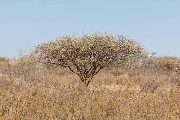 Paysage Namibien Savane Africaine Pendant Une Journée Chaude Terre Rouge — Photo