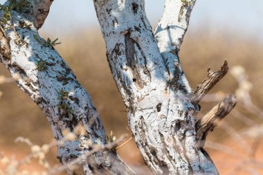 Akasya ağaç kabuğunun renkli dokusunda soyut beyaz desenli arka plan. Oanob Parkı, Namibya.