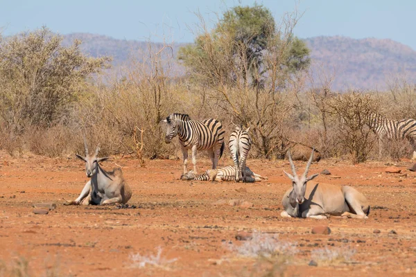 プレインズ ゼブラ 英語版 またはバーチェル ゼブラ 英語版 とアフリカ系の動物であるオアノブ公園の共通の土地 ナミビア — ストック写真