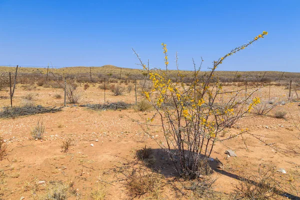 アフリカアカシアの木の種から分岐します 花やスパイク 暑い日にサバンナ ナミビアのハーバップ — ストック写真
