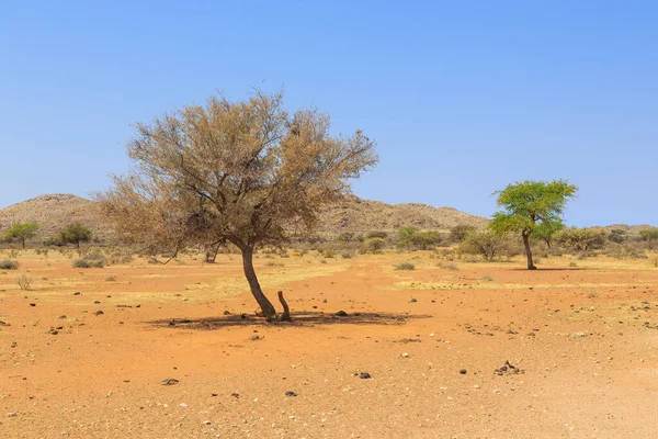 Paysage Namibien Savane Africaine Pendant Une Chaude Journée Terre Rouge — Photo