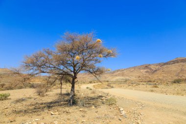 Çakıl yolu boyunca Namibya manzarası. Sarı bölge ve Afrika bitkileri. Khomas, Namibya.