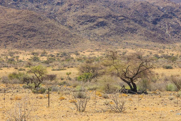 Ναμίμπια Τοπίο Αφρικανική Σαβάνα Μια Ζεστή Μέρα Βουνό Στο Βάθος — Φωτογραφία Αρχείου