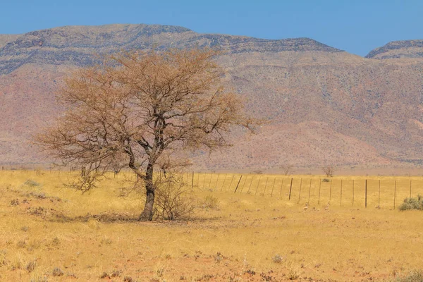 Paysage Namibien Savane Africaine Pendant Une Chaude Journée Montagne Arrière — Photo