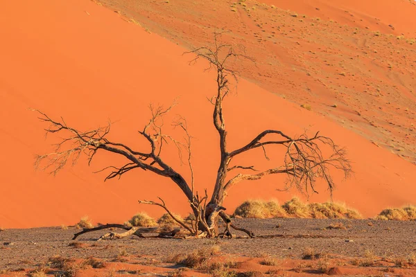 Célèbre Dune Partie Sud Désert Namib Dans Parc National Namib — Photo