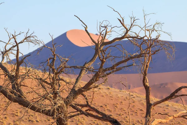 Célèbre Dune Partie Sud Désert Namib Dans Parc National Namib — Photo