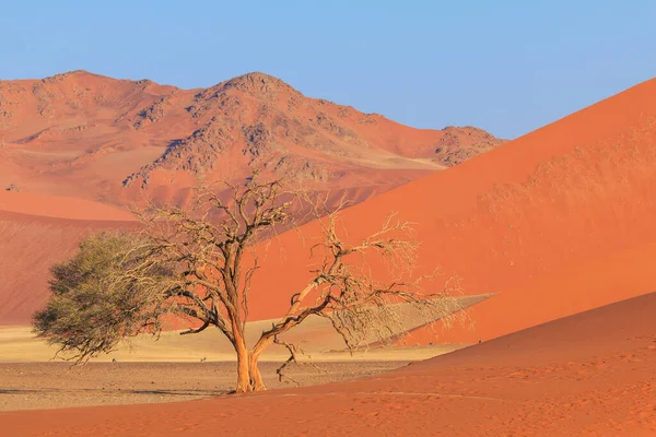 Beroemde Duin Het Zuidelijke Deel Van Namibische Woestijn Het Namib — Stockfoto