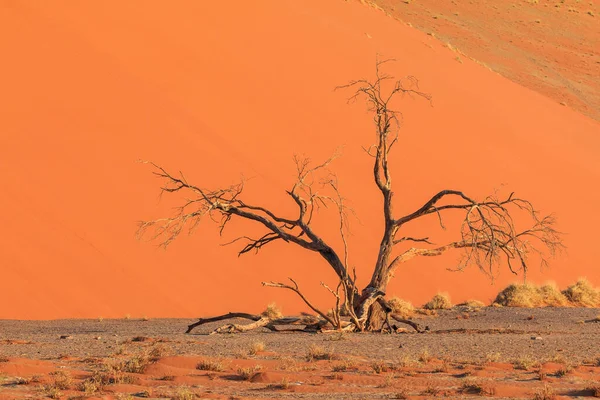 Célèbre Dune Partie Sud Désert Namib Dans Parc National Namib — Photo