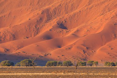 Namib Çölü 'nün güney kesimindeki Namib-Naukluft Ulusal Parkı' nda kum tepeleri. Güzel gün batımı.